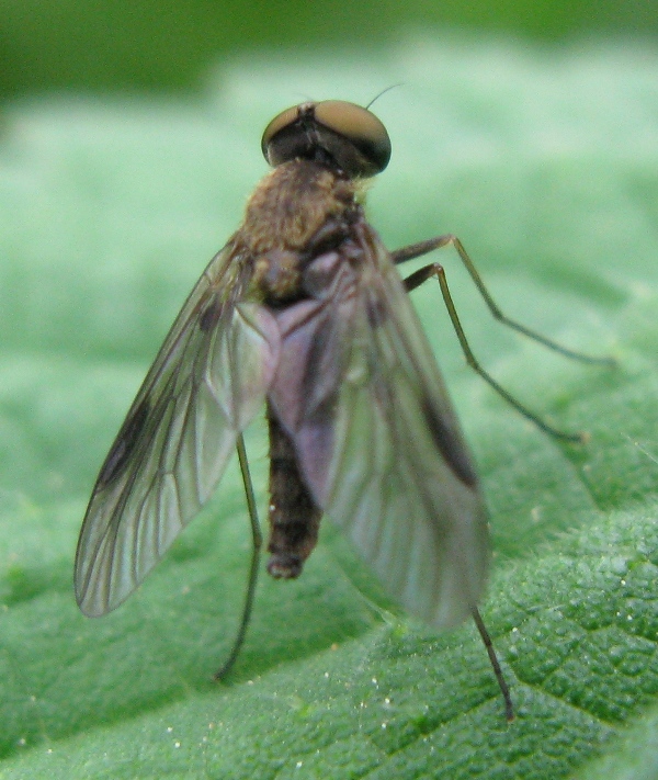 Chrysopilus sp.